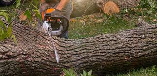 Best Stump Grinding and Removal  in Carteret, NJ