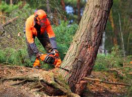 Best Tree Mulching  in Carteret, NJ