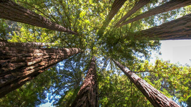 Best Tree Maintenance Programs  in Carteret, NJ