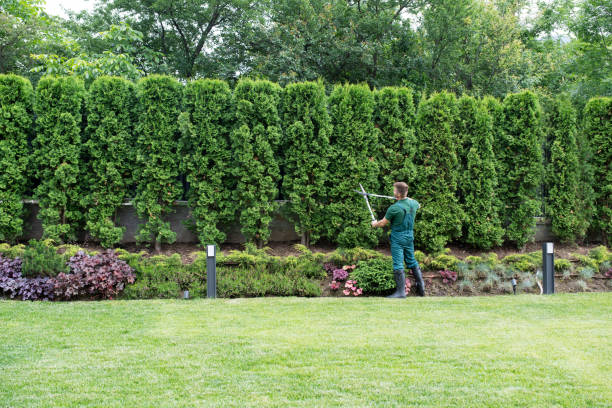 How Our Tree Care Process Works  in  Carteret, NJ