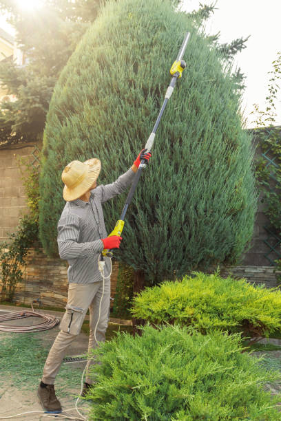 Best Tree Removal  in Carteret, NJ