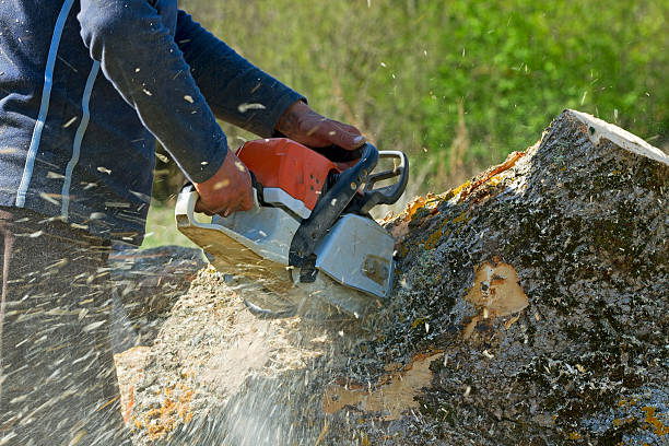 Best Tree Preservation Services  in Carteret, NJ